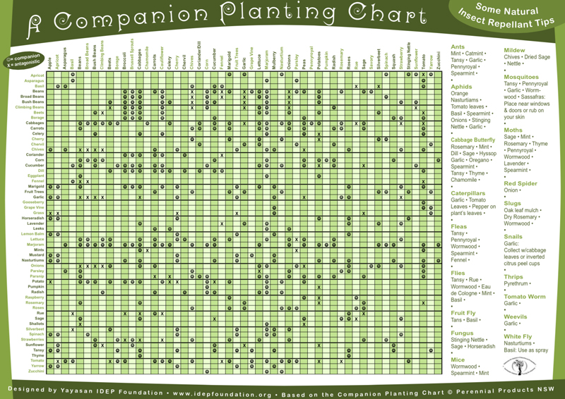 IDEP's companion planting chart