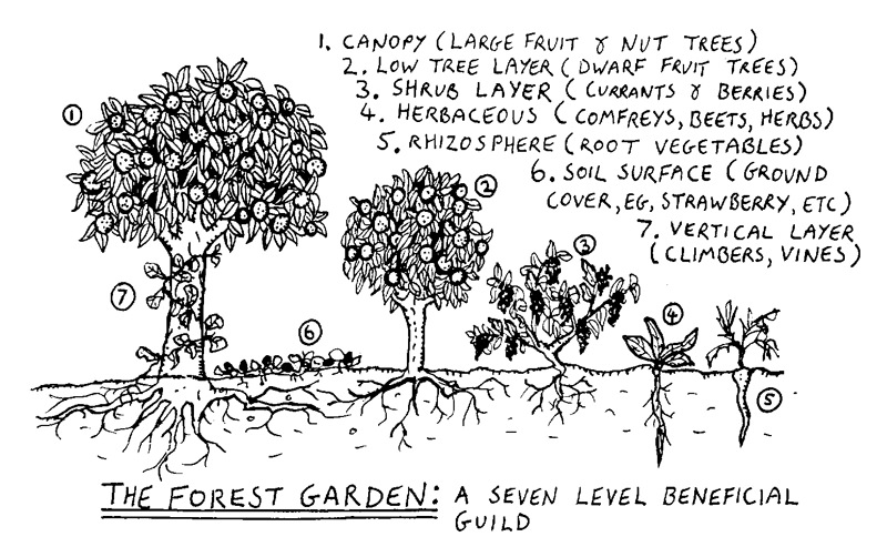 Permaculture Companion Planting Chart