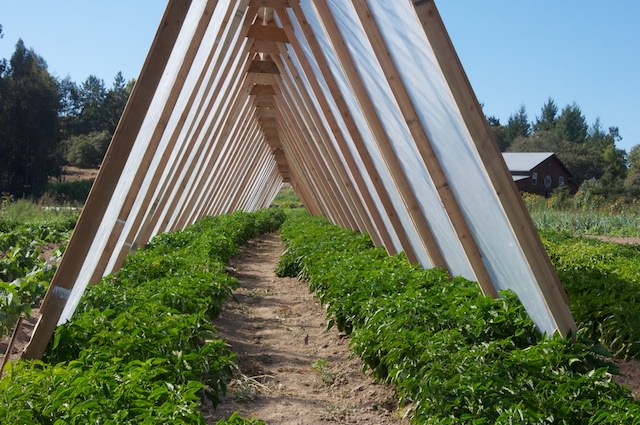 A-frame greenhouse