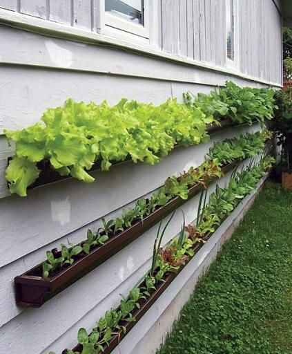 Gutter vertical garden