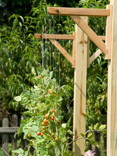 Traditional Trellis