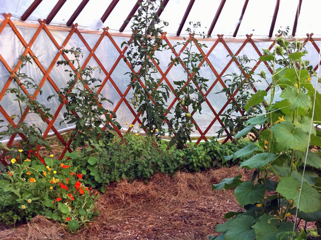 A yurt greenhouse