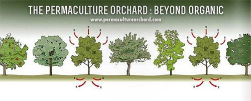 The Permaculture Orchard