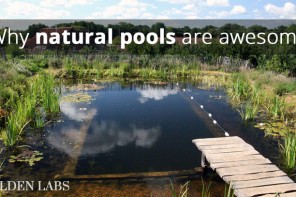 Why I Love Natural Swimming Pools – And How To Build One