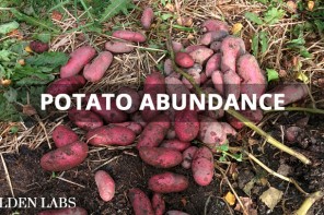 2015 Harvest Results: My 3,468% ROI on Potatoes