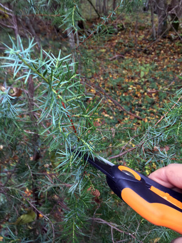 Here I'm taking some Juniperus communis cuttings in my local forest. Sourcing plants the cheap way.