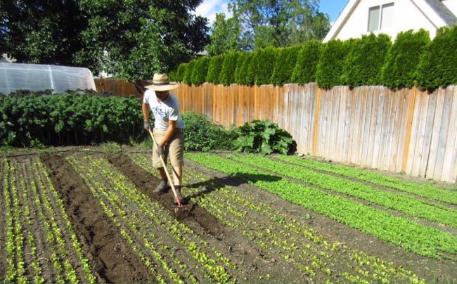 Urban Farming