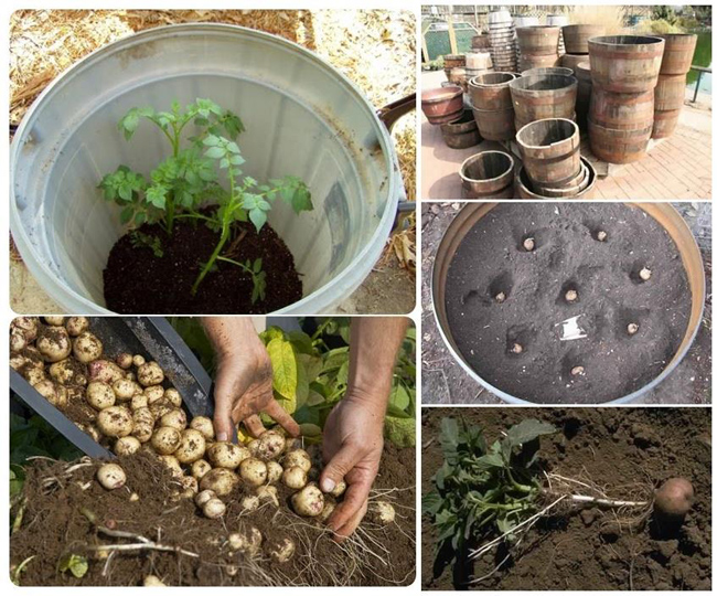 How to Plant & Grow Potatoes 🥔 in Containers