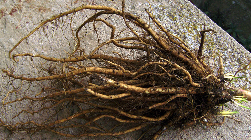 Marshmallow roots from a cultivated Althaea officinalis plant, used The root was used in the Middle Ages for sore throat.