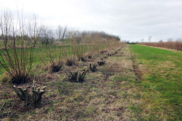 coppicing