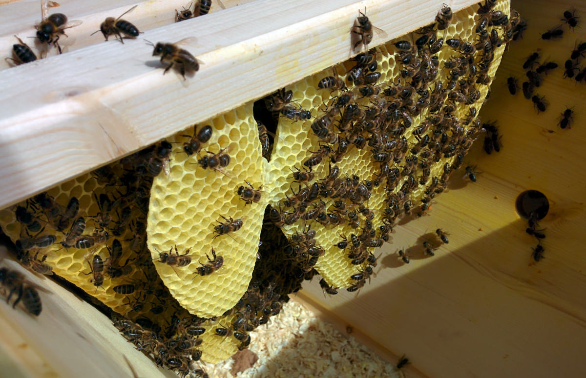 Honeycomb construction underway
