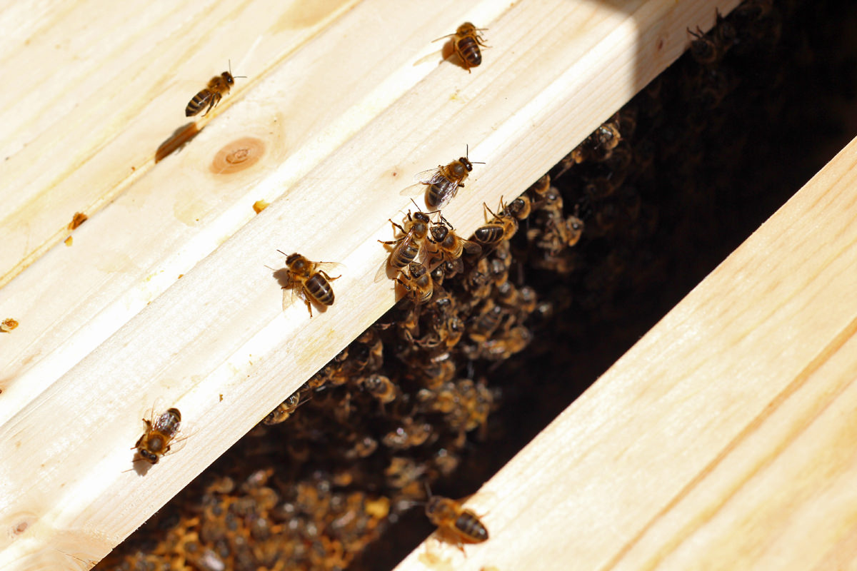A peek into the top bar hive