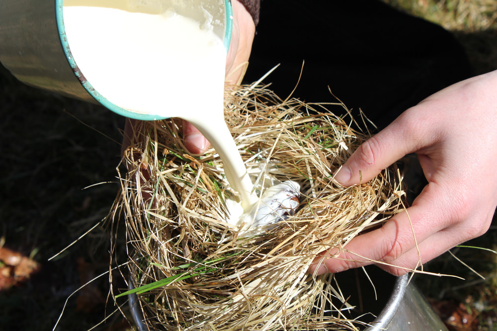cream is filtered trough a grass 'nest'