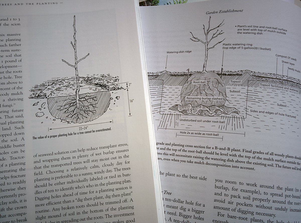 Two ways to plant an apple tree