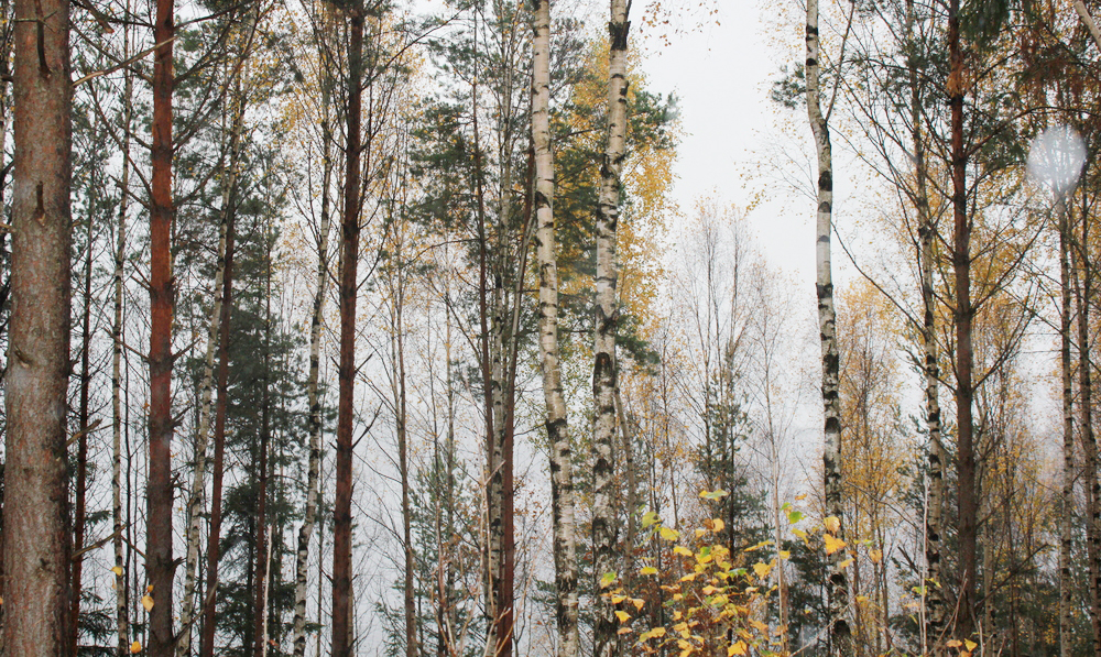 Nordic forest