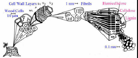 Figure 1 – Wood composition