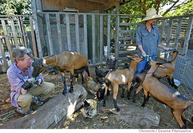 Backyard Livestock Illegal