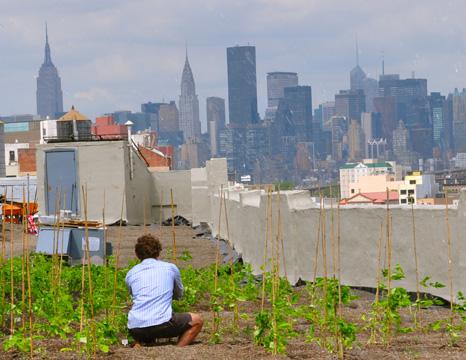 Rooftop farm