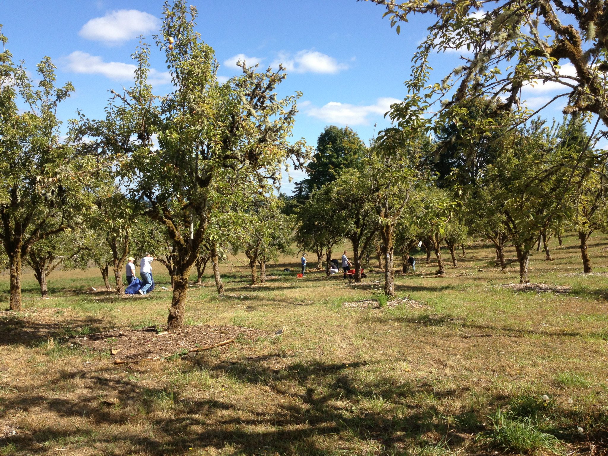 Does Your Town Have a Public Orchard?