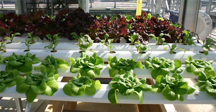 A Hydroponic Solution…