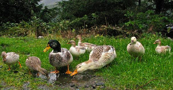 Are Ducks the New Chicken For Backyard Protein?