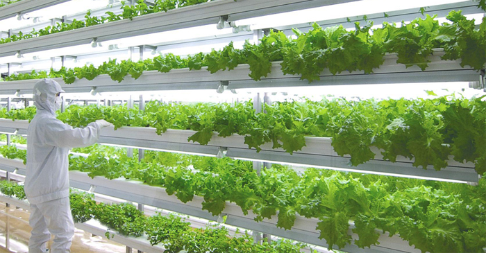Vertical Gardening Goes High-Tech And Large-Scale
