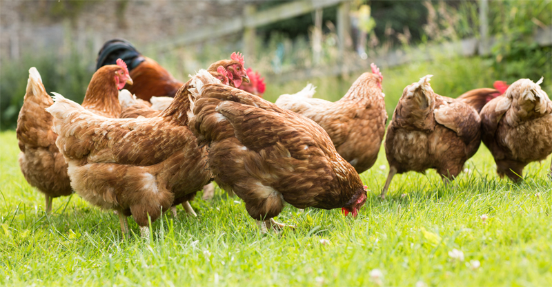 Why You Should Start Raising Backyard Chickens Now