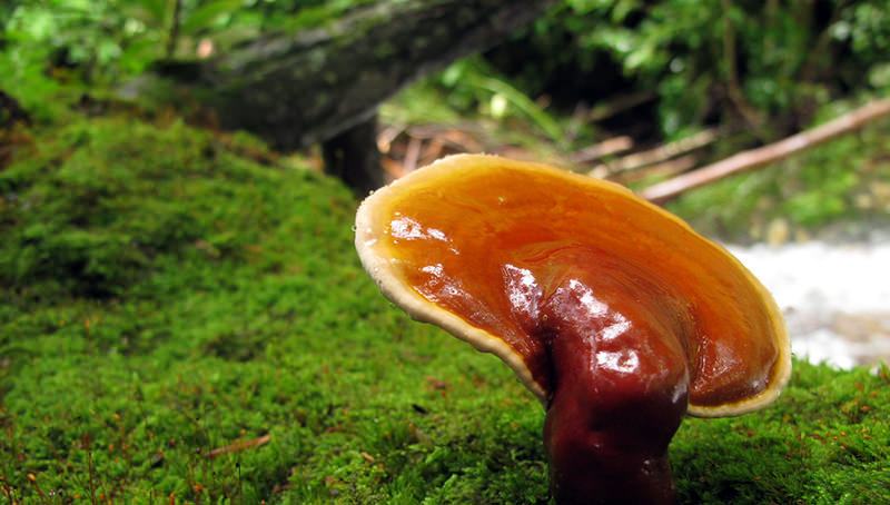 5 Medicinal Mushrooms That Help Heal the Human Body and the Ecosystem