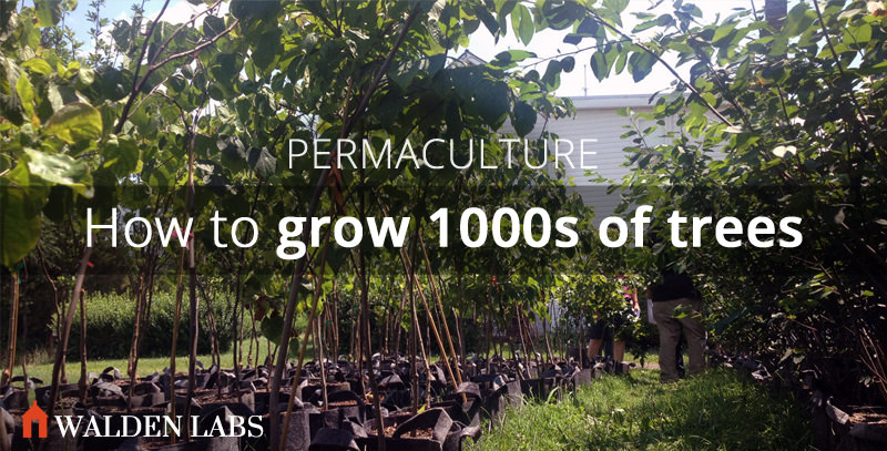 How to Start a Small Permaculture Nursery and Grow 1000s of Trees by Yourself