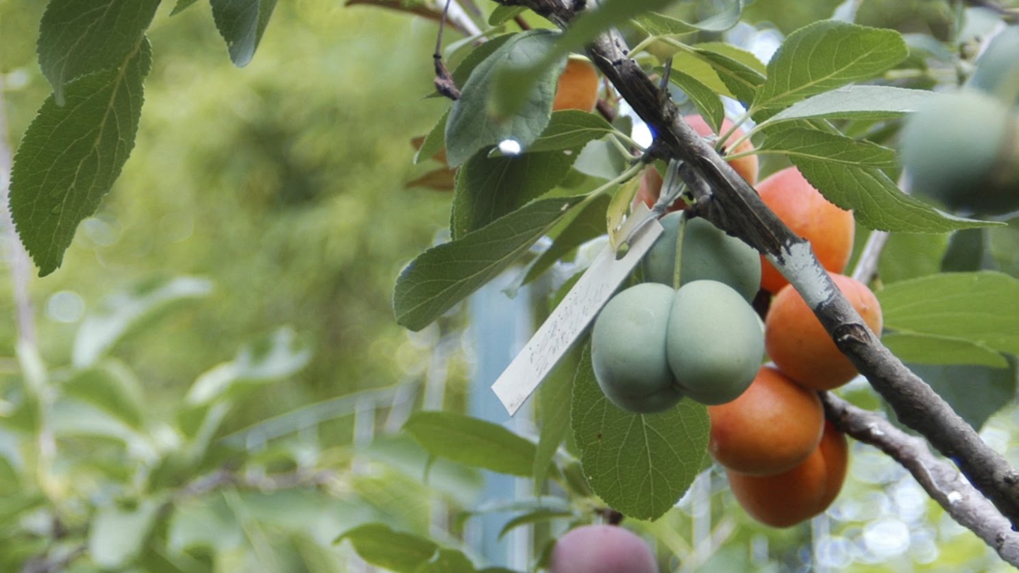 This Amazing Tree Grows 40 Kinds of Fruit