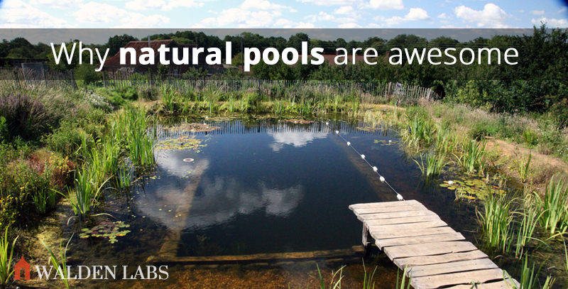Why I Love Natural Swimming Pools – And How To Build One