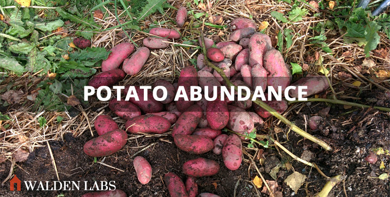 2015 Harvest Results: My 3,468% ROI on Potatoes