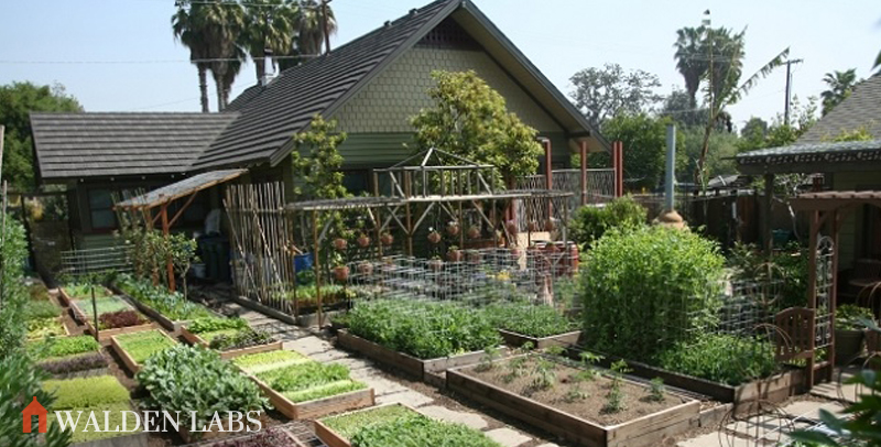 How to Grow 6,000 Lbs of Food on 1/10th Acre
