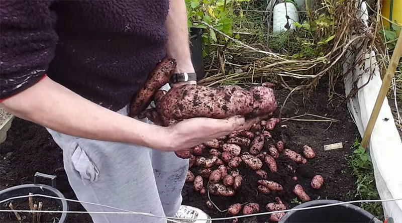 How To Grow Potatoes In Containers And Get An Amazing Yield