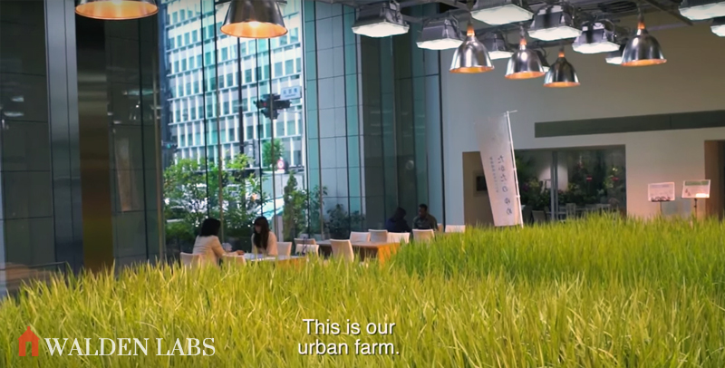 More Than Work: Tokyo Office Grows Own Food in Colossal Vertical Farm