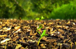 How to Grow a Vegetable Garden the “Back to Eden”-Way