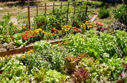 Top 5 Tips for Beginning Homesteaders