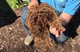 How to Plant Trees – Spreading Roots Properly and Sheet Mulching