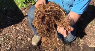 How to Plant Trees – Spreading Roots Properly and Sheet Mulching