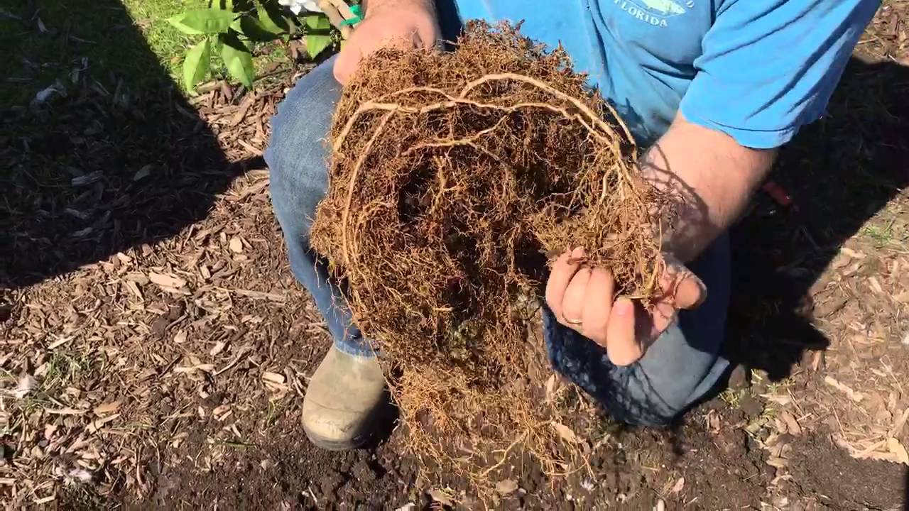 How to Plant Trees Spreading Roots Properly and Sheet Mulching
