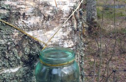 6 Delicious Things You Can Do With Birch Sap