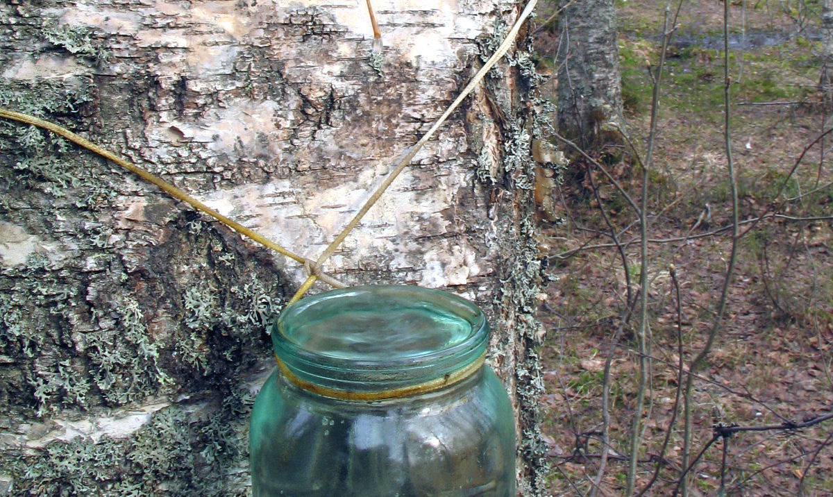 How To Tap Birch Water: Healthy & Simple 