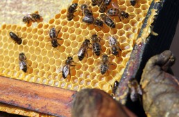 32+ Free Beekeeping Resources