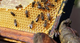 32+ Free Beekeeping Resources