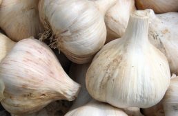 Garlic