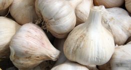Garlic