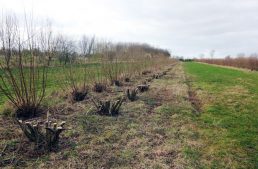 Case Study: Establishing a Cold Climate Permaculture Site in Sweden using Keyline Design, Part 3
