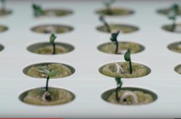 IKEA Wants To Help You Grow Food Indoors With Hydroponics