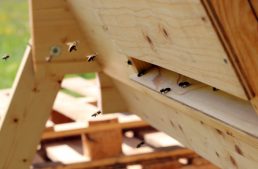 Nordic Bees In The Top Bar Hive