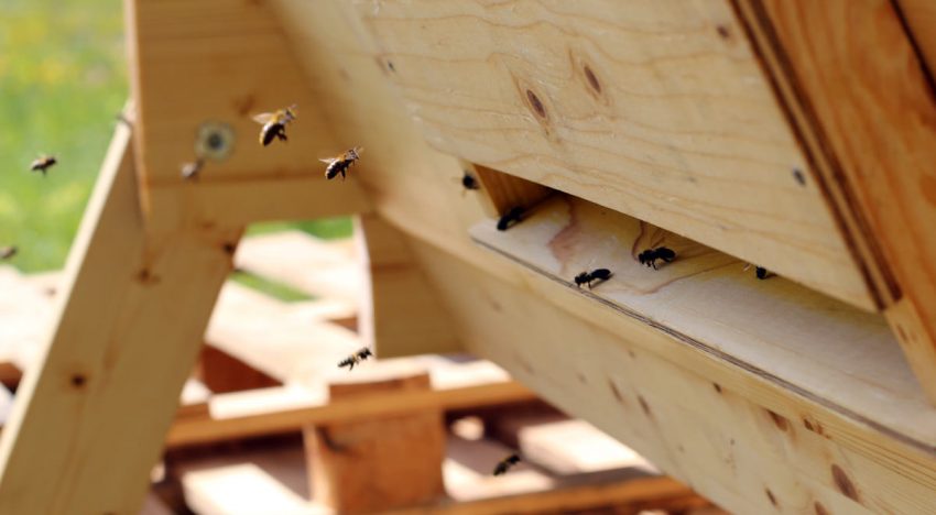 Nordic Bees In The Top Bar Hive